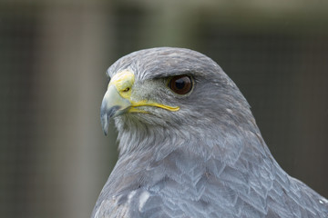 photo portrait of a Grey falcon