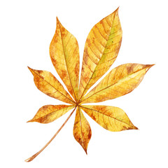 Watercolor fall leaves set