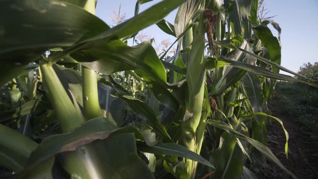 Corn on the stalk with morning dew on the leaves shot against a blue sky as camera moves around it to reveal the row.