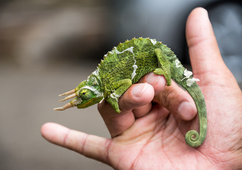 Jackson's chameleon © Gabrielle