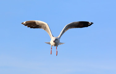 Seagull flying in the blue sky.