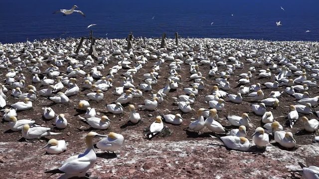 Overlook of white gannet bird colony nesting on cliff, flying, walking on Bonaventure Island in Perce, Quebec, Canada by Gaspesie, Gaspe region