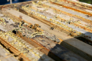 Close up of worker honey bees in bee-keeping box