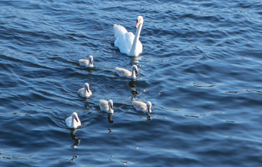 Fototapeta na wymiar Swan family