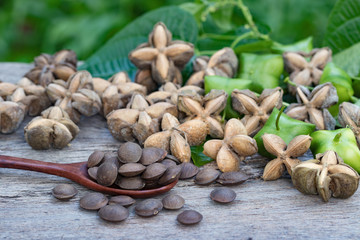 sacha inchi, sacha peanut, mountain peanut, Inca nut or Inca-peanut
