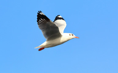 Seagull flying in the blue sky.