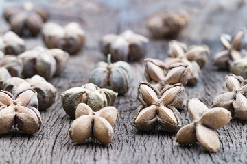 sacha inchi, sacha peanut, mountain peanut, Inca nut or Inca-peanut