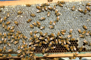 Busy farmed worker bees on honeycomb panel