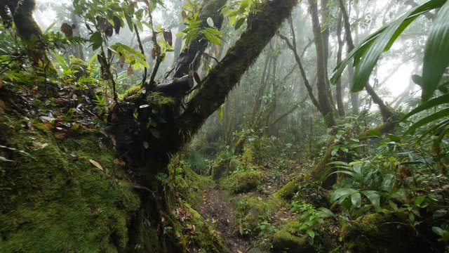 Rain Forest Short Forward Movement