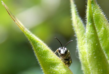 one little bug on the list