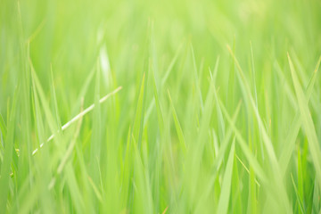Fototapeta na wymiar green rice field fresh nature grass meadow background shallow depth of field