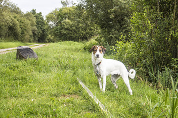 Nasser Hund in der Natur.