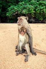 Monkey on the beach.