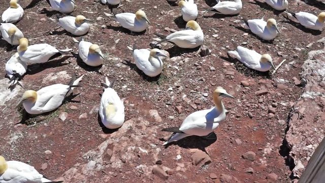 Overlook of white Gannet bird colony nesting on cliff on Bonaventure Island in Perce, Quebec, Canada by Gaspesie, Gaspe with one bird walking