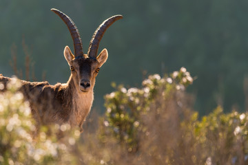 Portrait of a wild goat among vegetation in Montserrat mountains