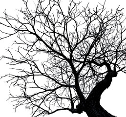 Silhouette dead tree isolated on white background for scary or death with clipping path.