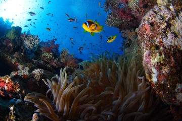 Fototapeta na wymiar coral reef scenic with clownfish