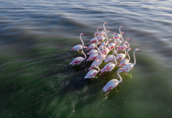 Flamingos - 172850015