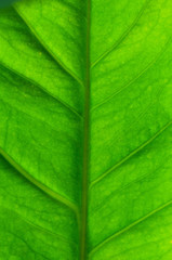 green leaf texture pattern. green nature background.