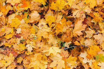Fallen yellow leaves in autumn closeup