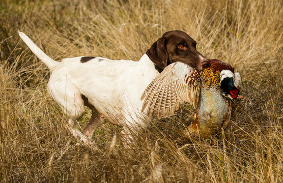 The Retrieve