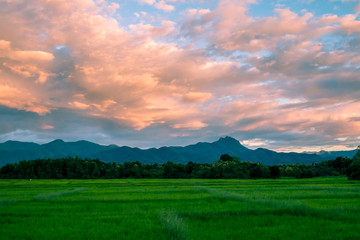 Beautiful sunset and dark clouds on rice fields with trees and big mountain background in Phrae Thailand.