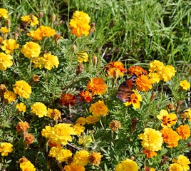 butterfly day peacock