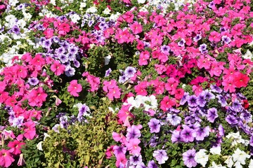 Fototapeta premium Petunia in the flowerbed