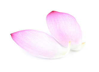 Closeup on lotus petal isolate on white background,water drop