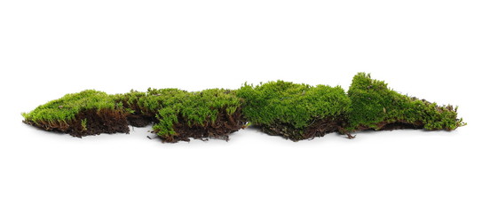 Green moss isolated on white background