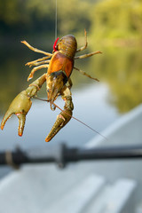 Freshwater crayfish, lobster or crawfish