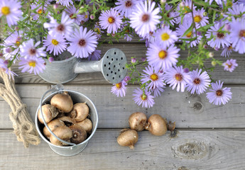 bulbes de fleurs sur table en bois et aster mauves