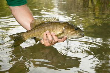 Fisherman displaying a freshly caught bass