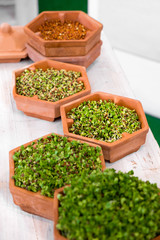 plant growth phases lentils sprouting