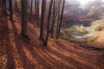 trees shadows on forest ground in autumn landscape