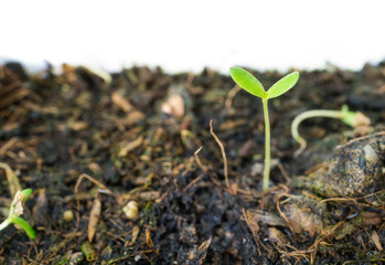 grow young plant on white background