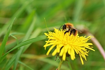 Yellow dandelion with a bee