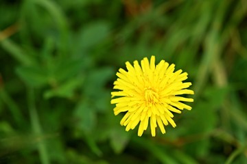 Yellow dandelion on green grass / top view