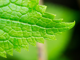 macro leaf