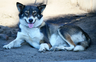 охранник дома