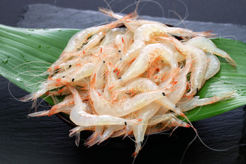 shiroebi, japanese glass shrimp, pasiphaea japonica