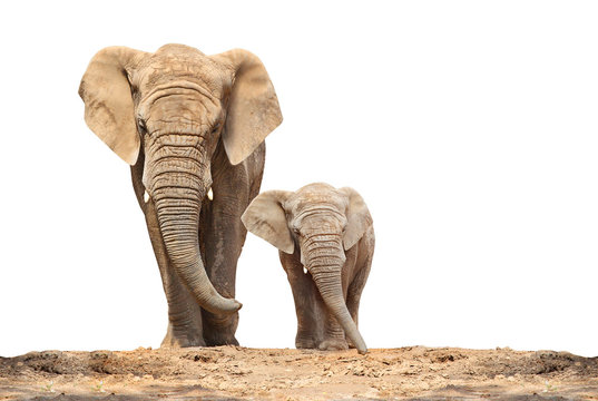 African elephant (Loxodonta africana) family on a white background.