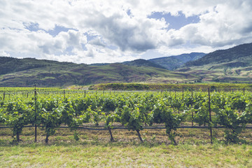 Fototapeta na wymiar osoyoos wineries