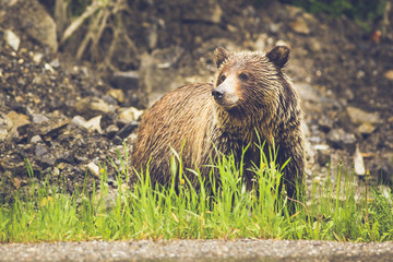 canadian grizzly bear