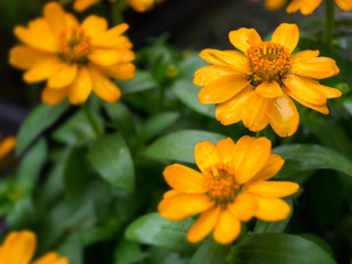Yello garden zinnia