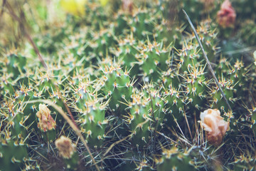 blooming cactus Opuntia fragilis osoyoos