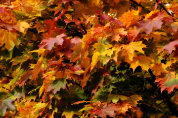 Naklejka na ściany i meble Herbstfarben