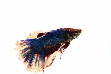 Betta Siamese fighting fish, Betta splendens Pla-kad biting fish Thai, trey krem Khmer, popular aquarium fish. Red White blue Thailand flag half moon long delta tail Betta isolated on black
