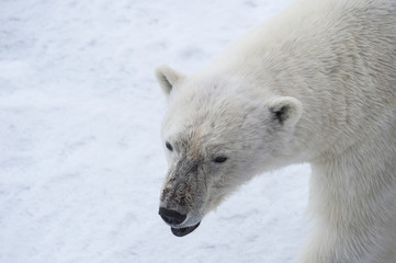 Obraz na płótnie Canvas Polar bear walking on the ice.