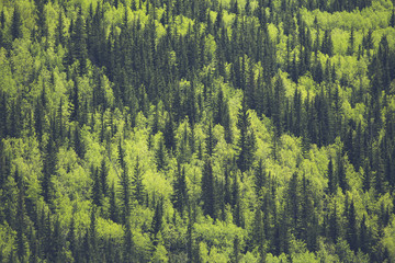 sulphur gates grande cache hike